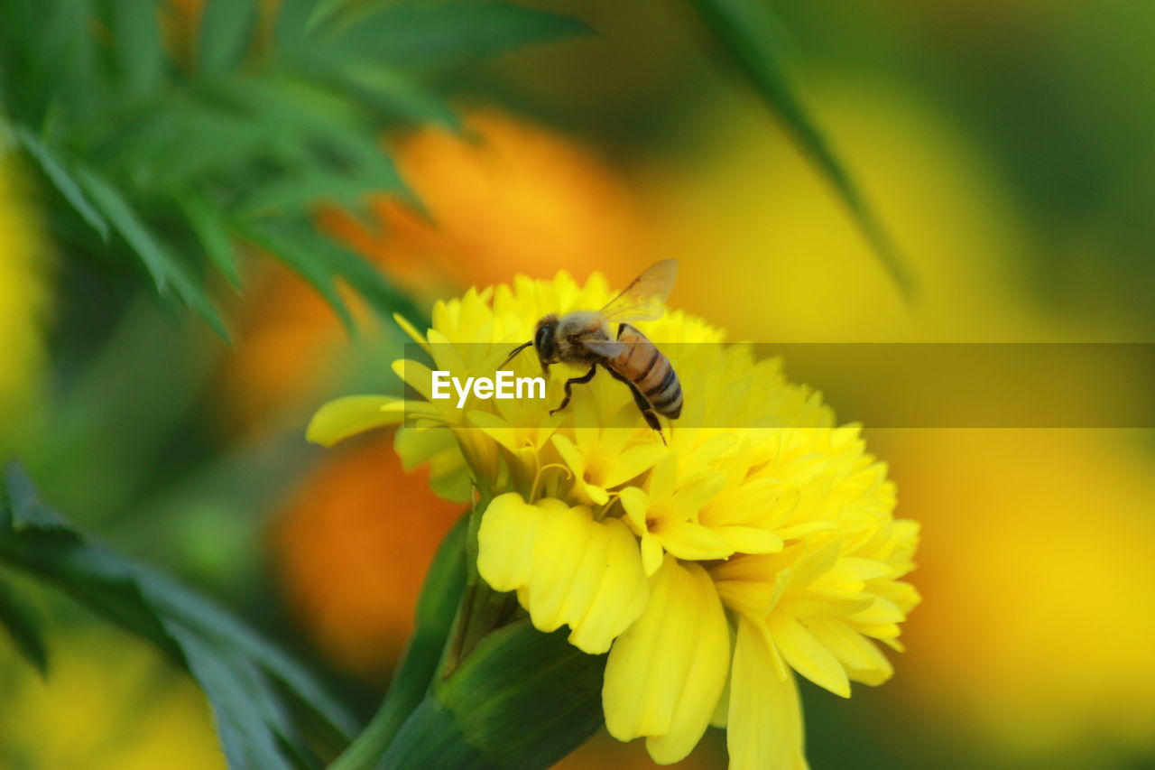 CLOSE-UP OF HONEY BEE POLLINATING ON YELLOW FLOWER