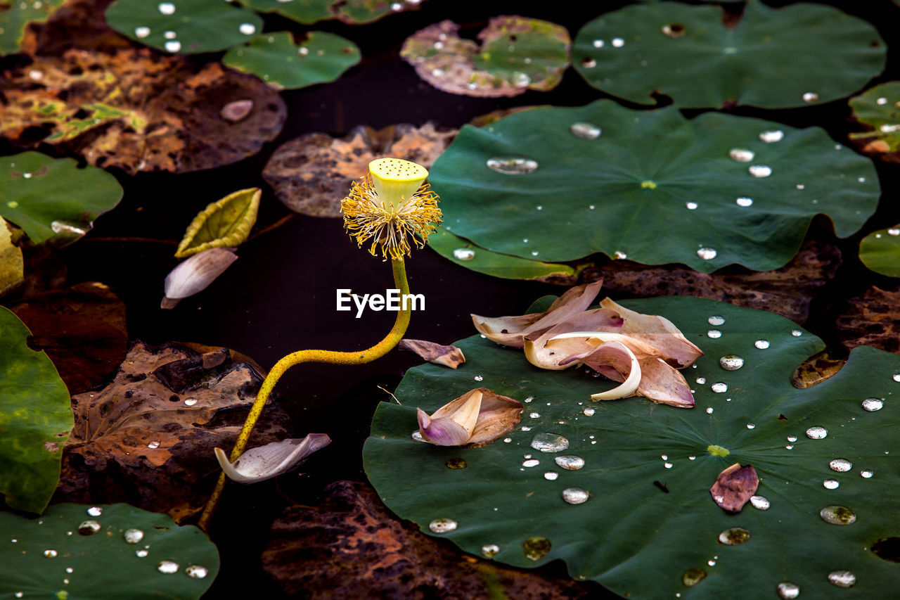 HIGH ANGLE VIEW OF LILY PADS IN WATER