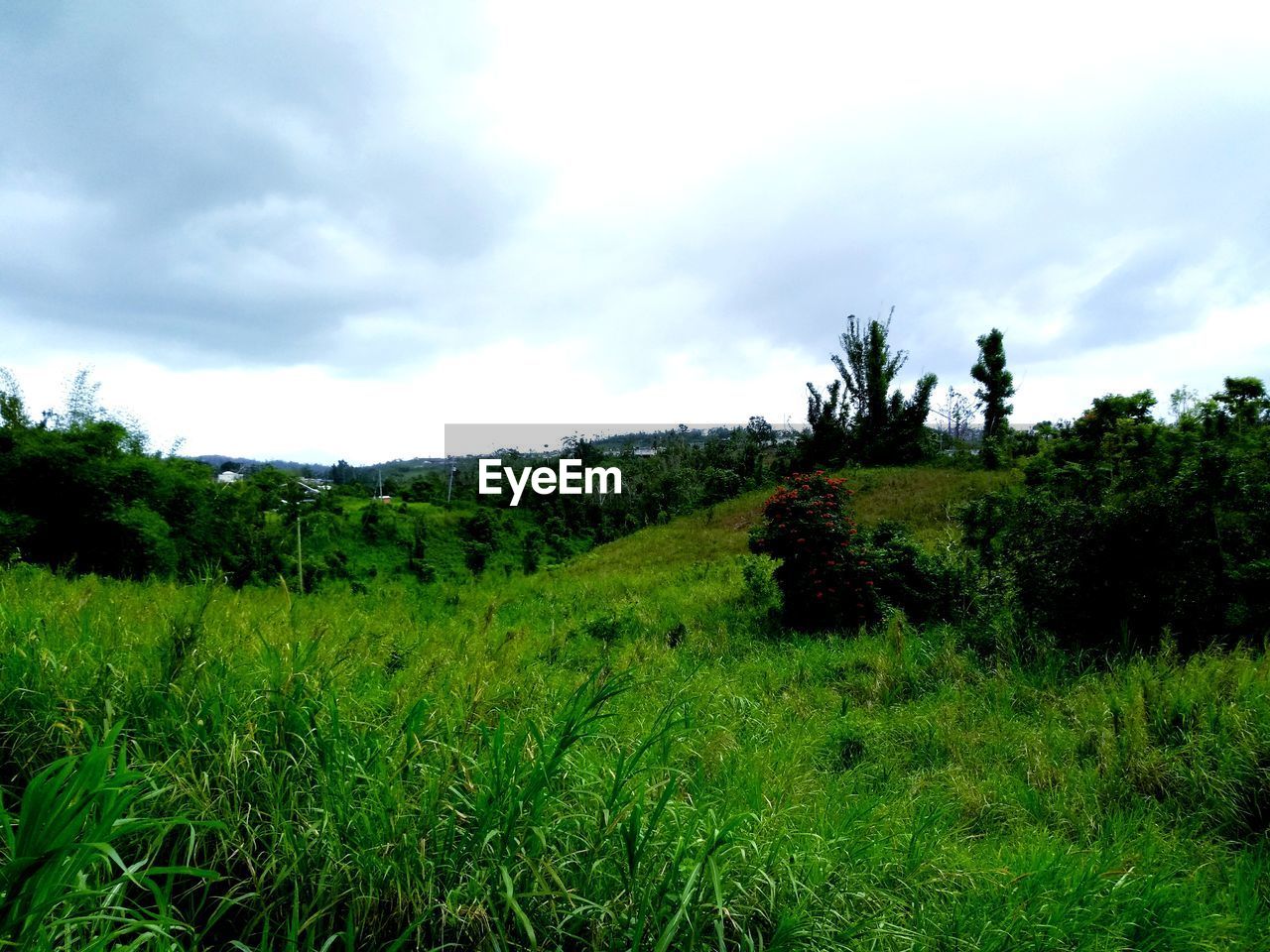 SCENIC VIEW OF FARM AGAINST SKY