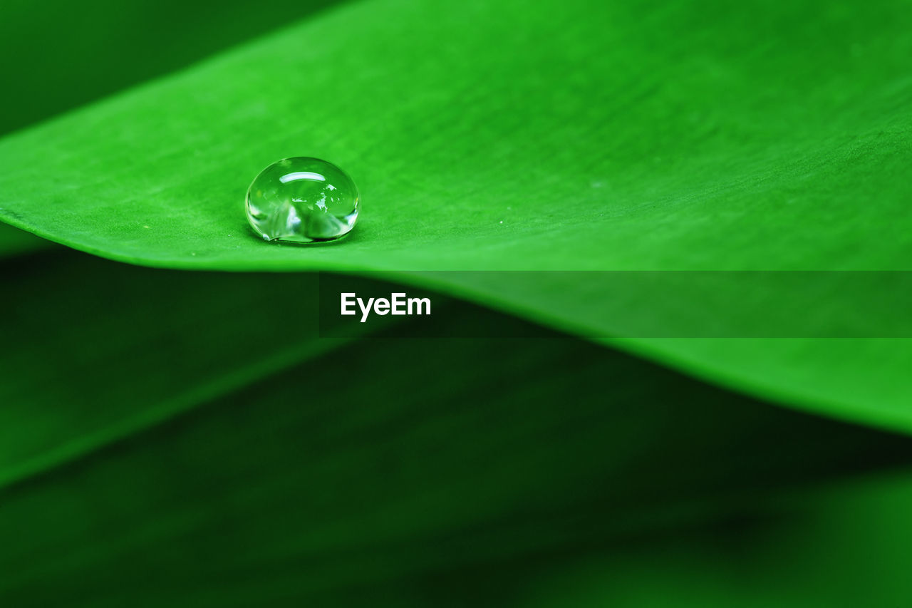 MACRO SHOT OF RAINDROPS ON GREEN LEAF