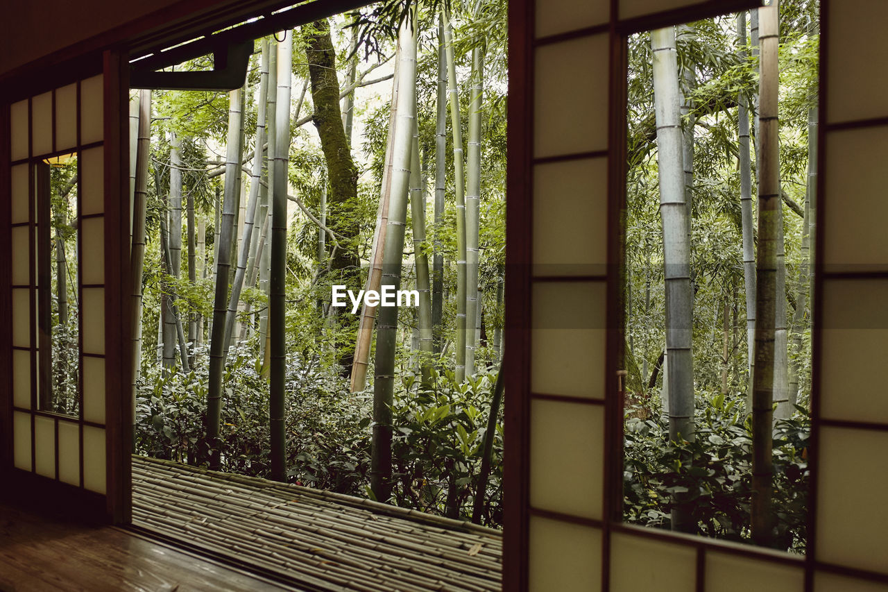 Trees seen through window at home