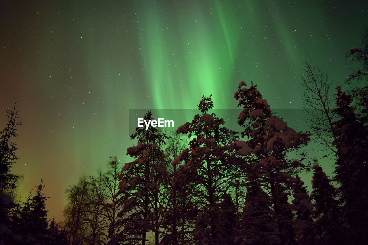 Low angle view of trees against sky at night