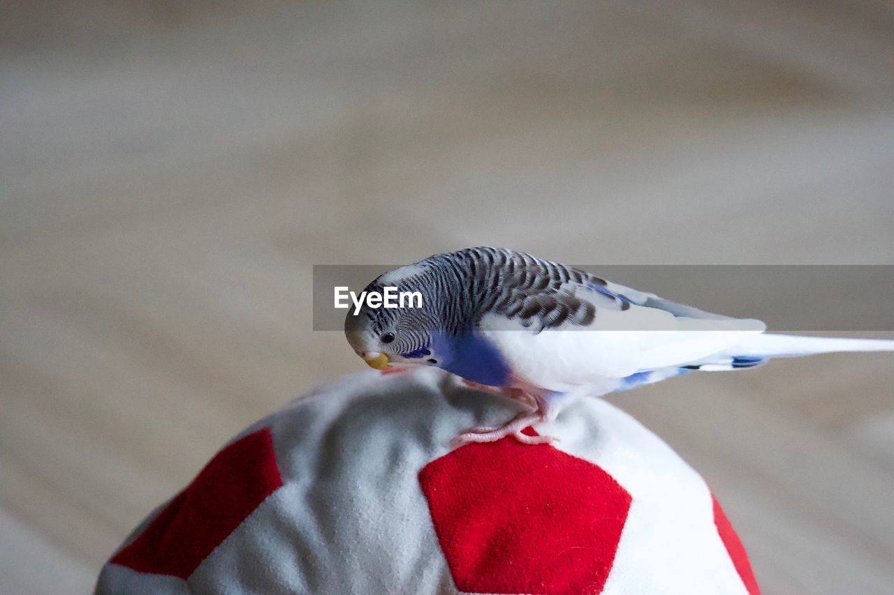 CLOSE-UP OF A BIRD PERCHING ON RED OUTDOORS