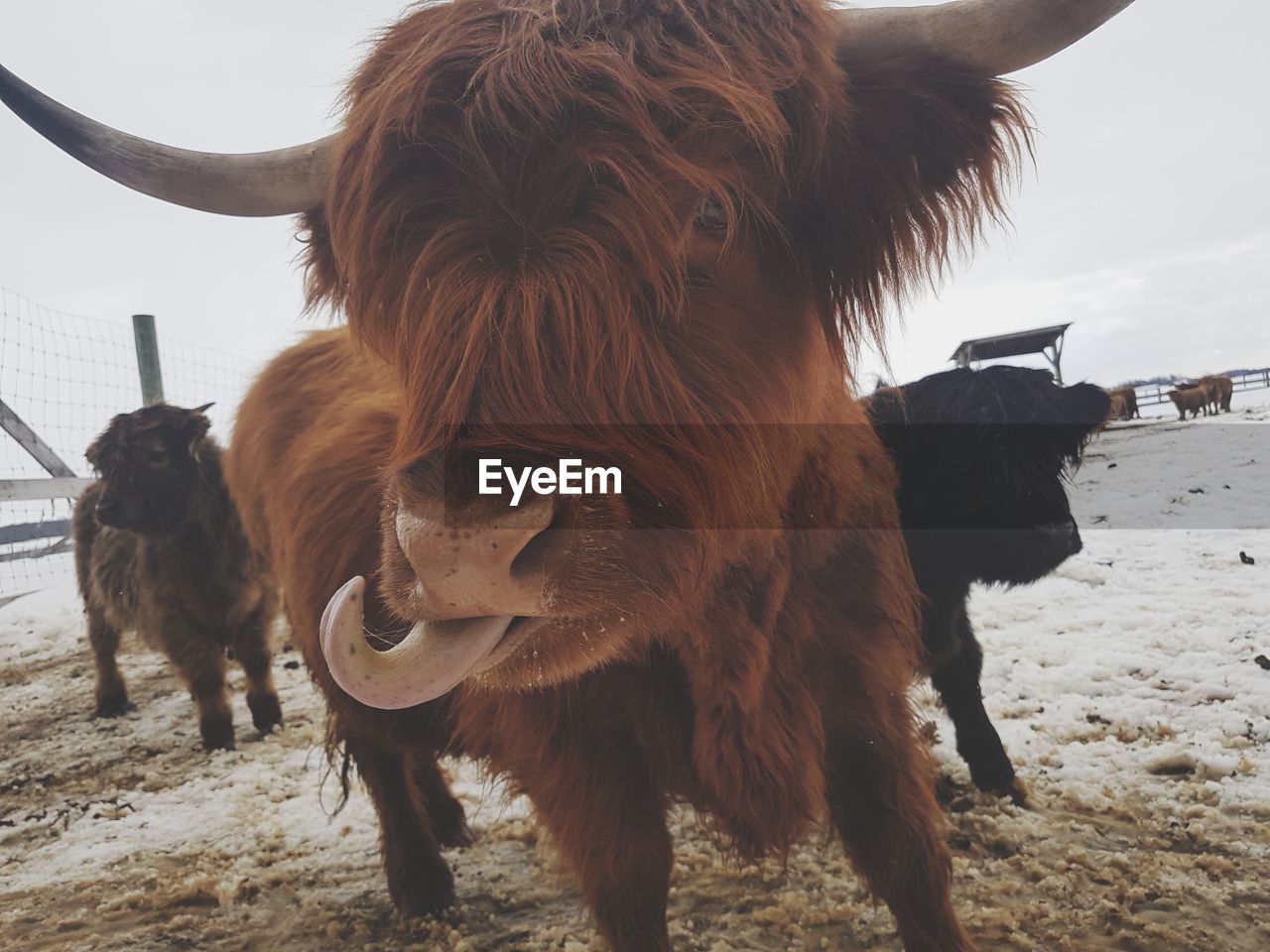 COW ON FIELD AGAINST SKY