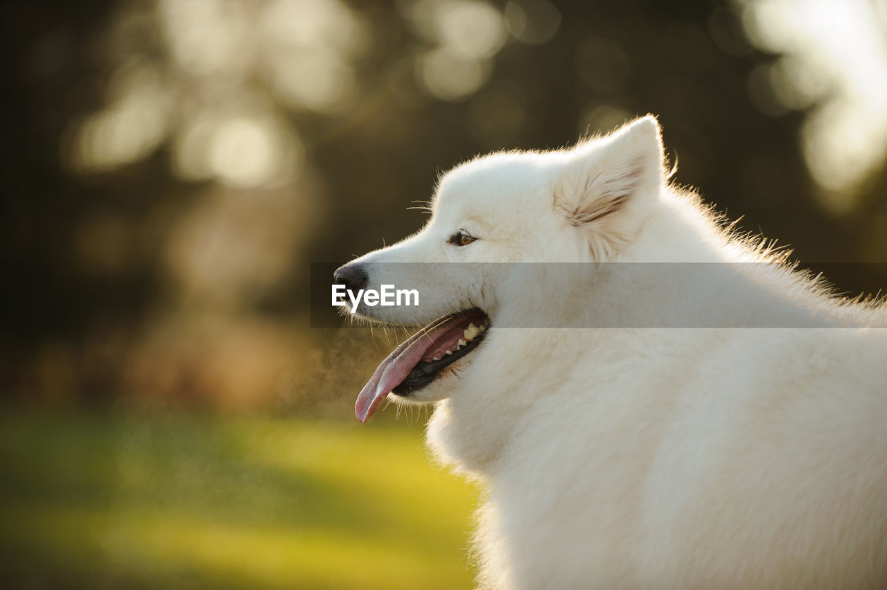 CLOSE-UP OF DOG STICKING OUT TONGUE