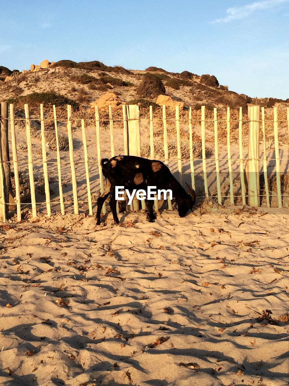 DOG ON SAND