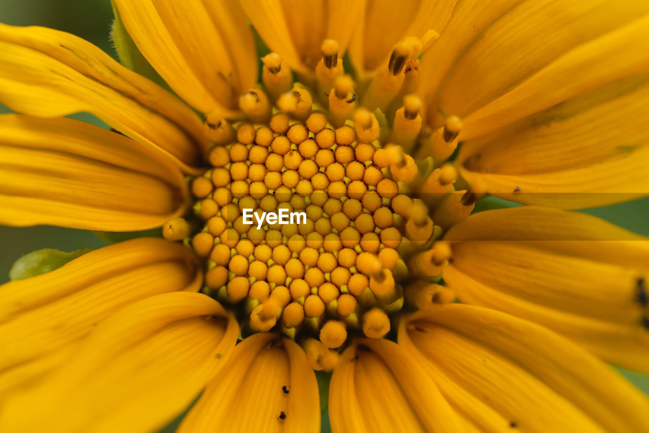 Close-up of yellow flower