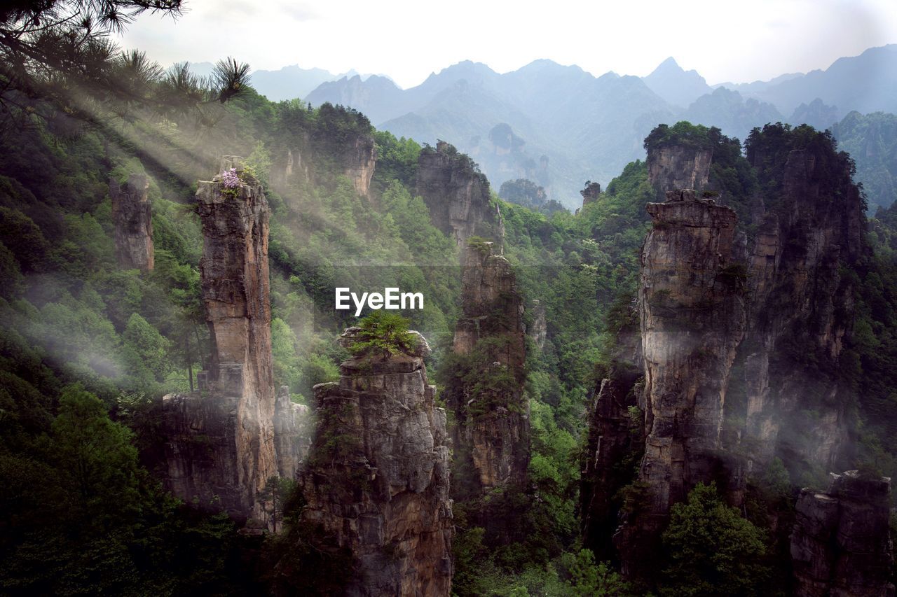 Scenic view of china forests