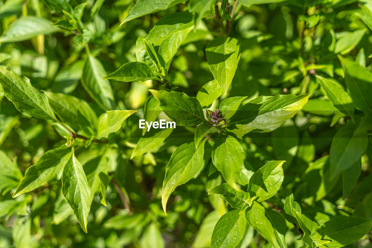 CLOSE-UP OF GREEN LEAVES