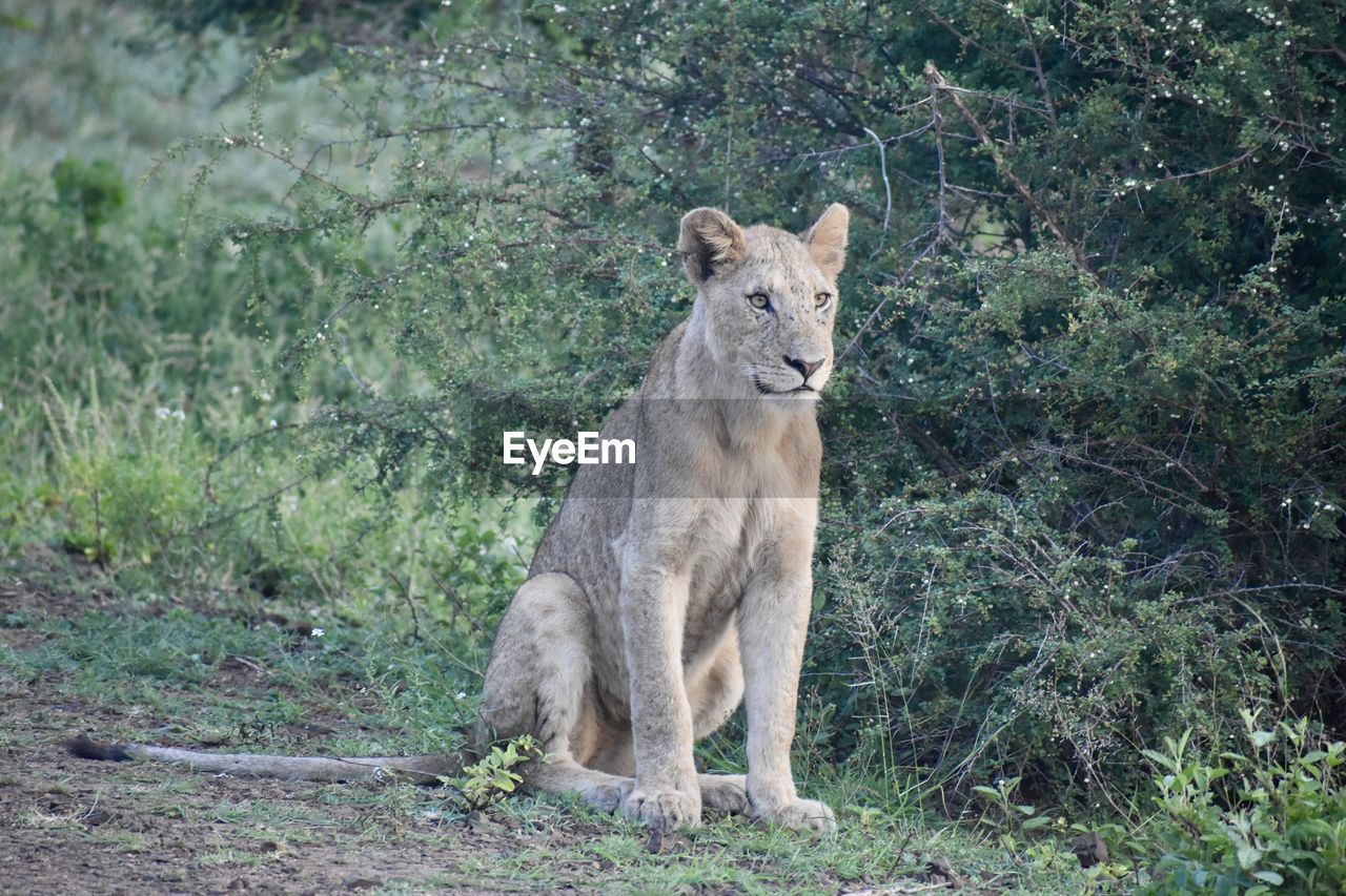 PORTRAIT OF LION