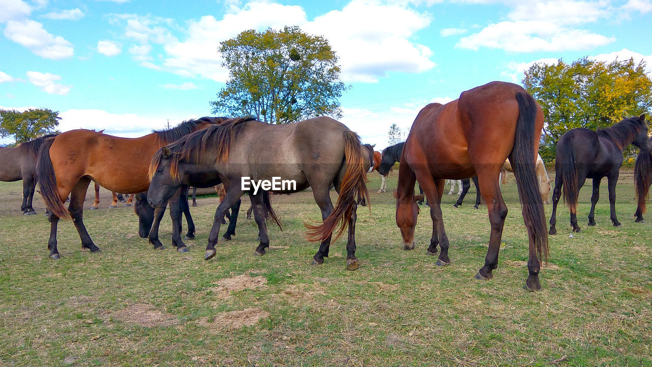 HORSES STANDING IN THE FIELD