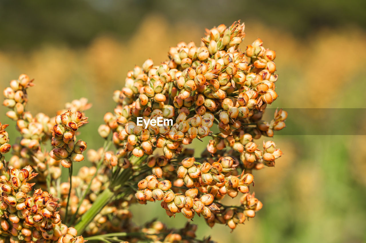 Close up millet or sorghum in field of feed for livestock. farming, glutinous