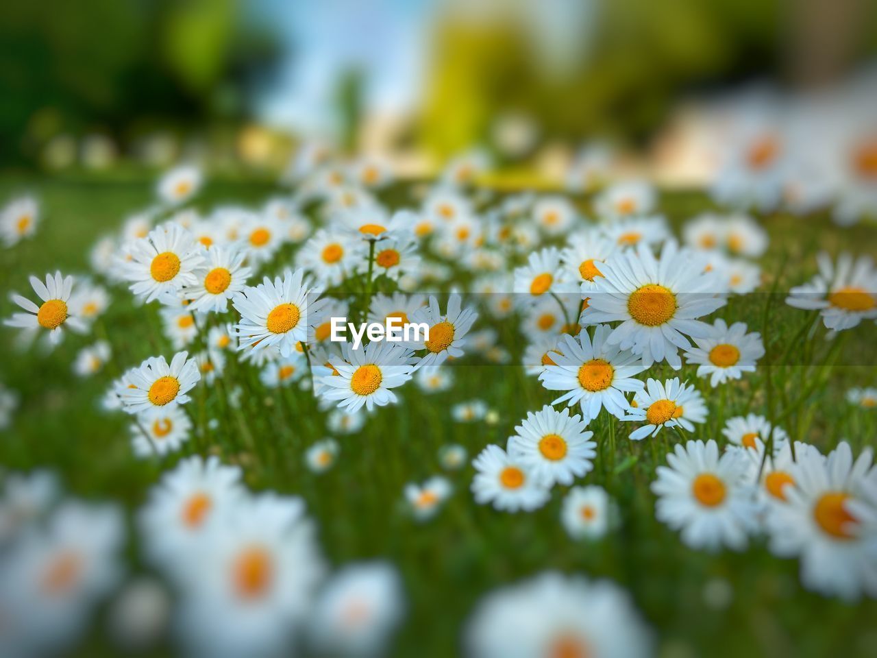 Close-up of daisy flowers on field