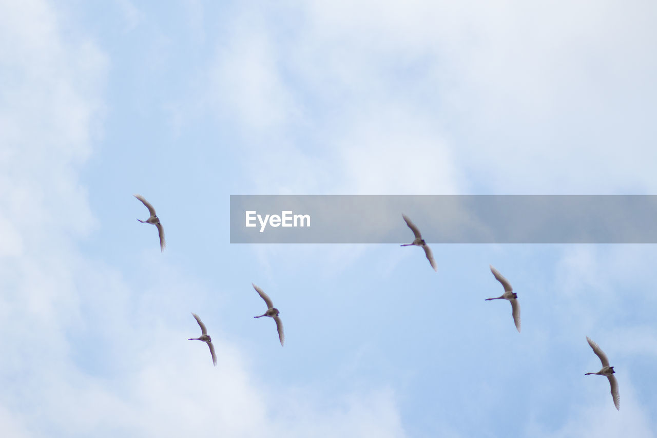 Low angle view of birds flying in sky