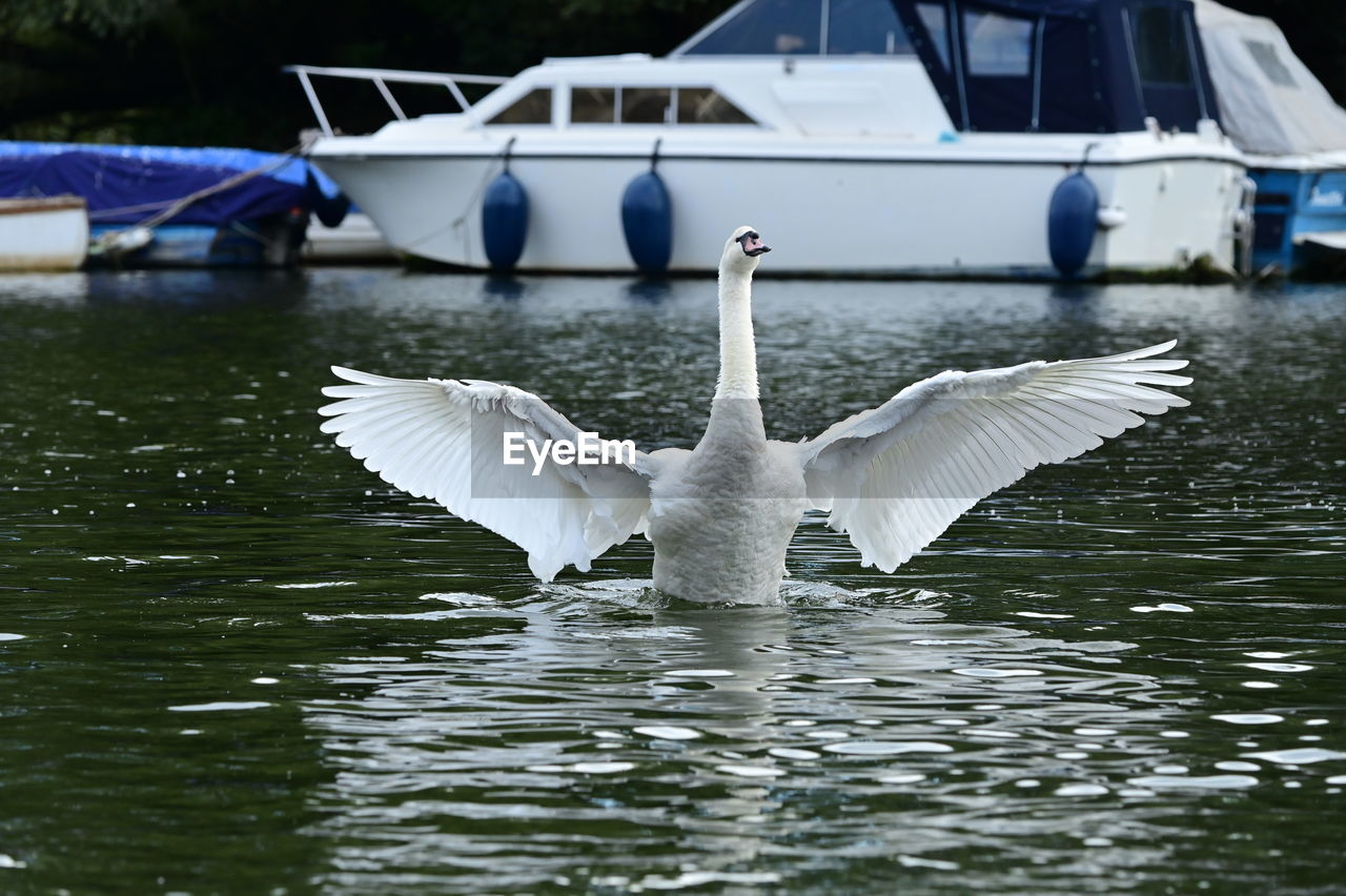 water, animal, animal themes, wildlife, animal wildlife, bird, swan, spread wings, flying, transportation, lake, nautical vessel, mode of transportation, nature, wing, boat, no people, vehicle, white, one animal, day, ducks, geese and swans, water bird, goose, outdoors, reflection, animal body part