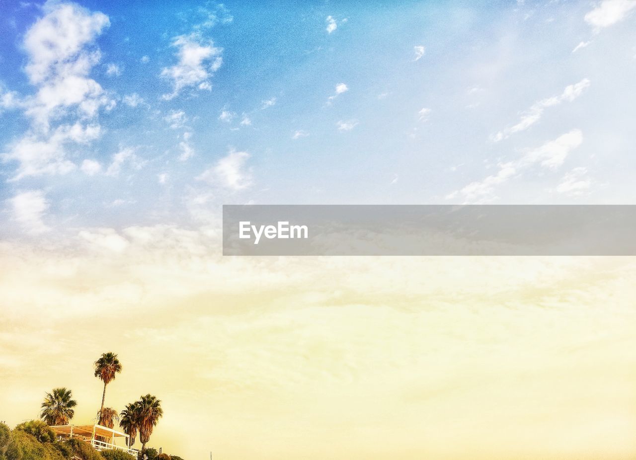 LOW ANGLE VIEW OF PALM TREE AGAINST SKY