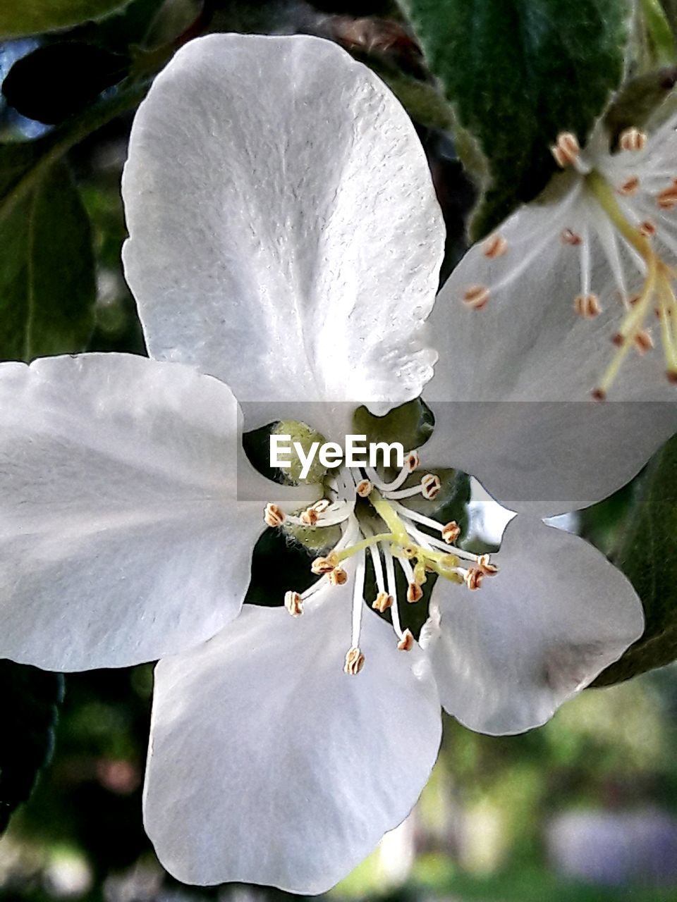 CLOSE-UP OF FRESH WHITE FLOWER BLOOMING IN PARK