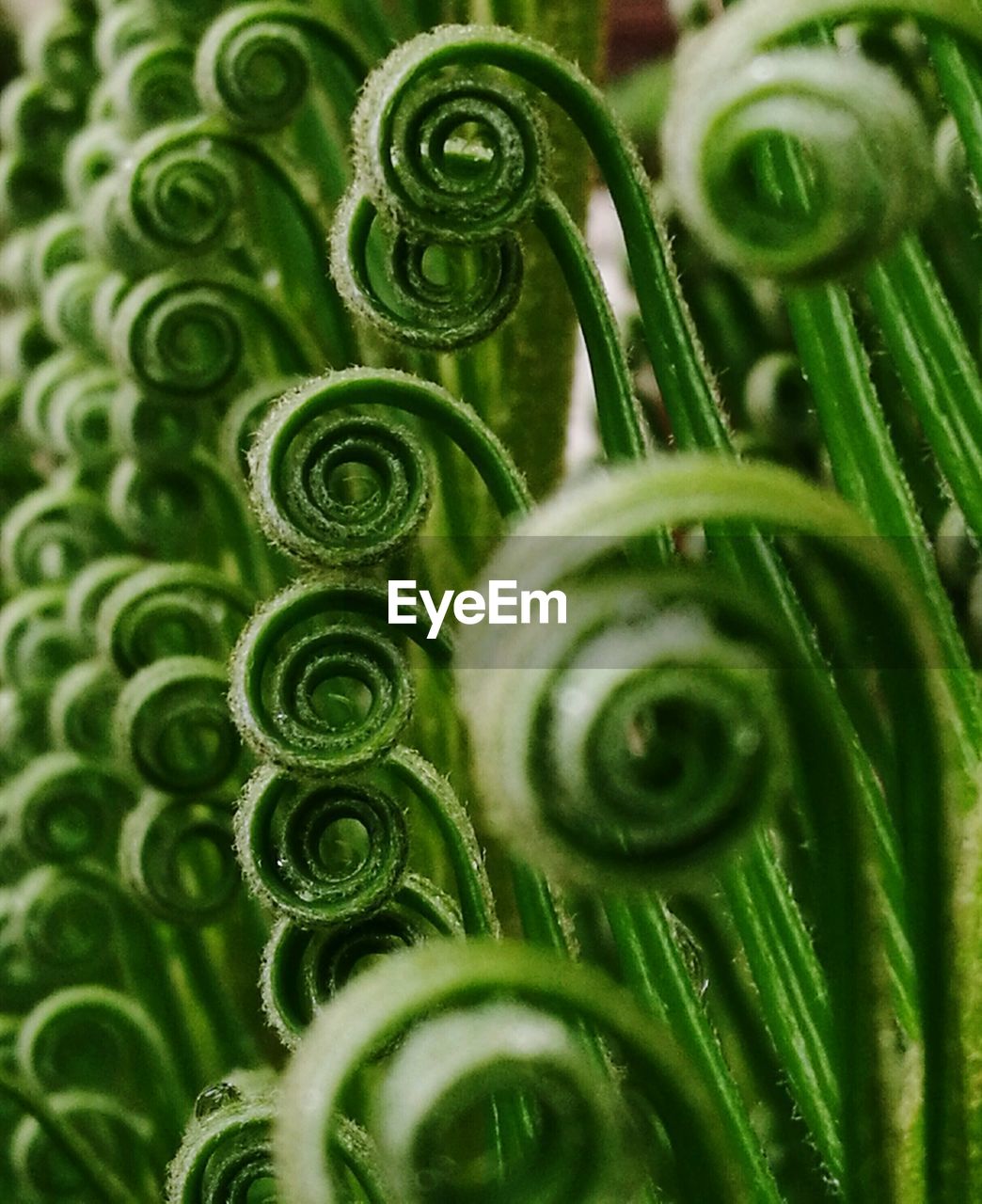 Full frame shot of green leaves