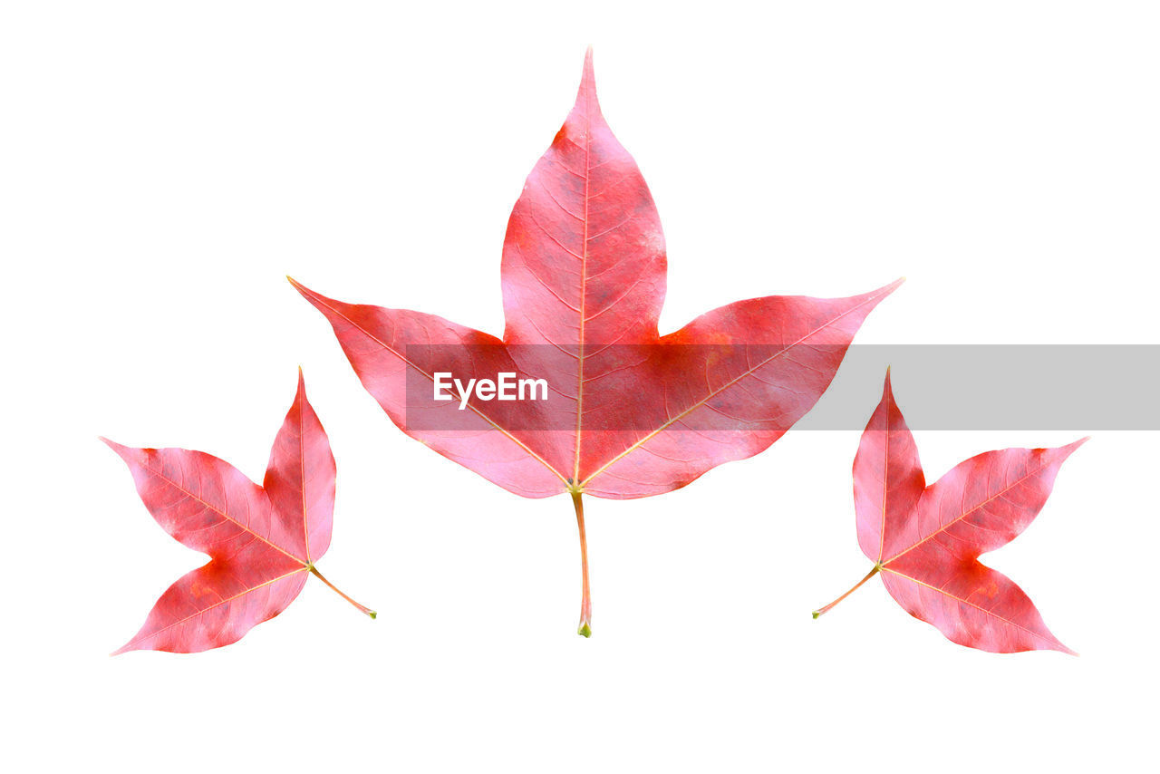 CLOSE-UP OF MAPLE LEAVES