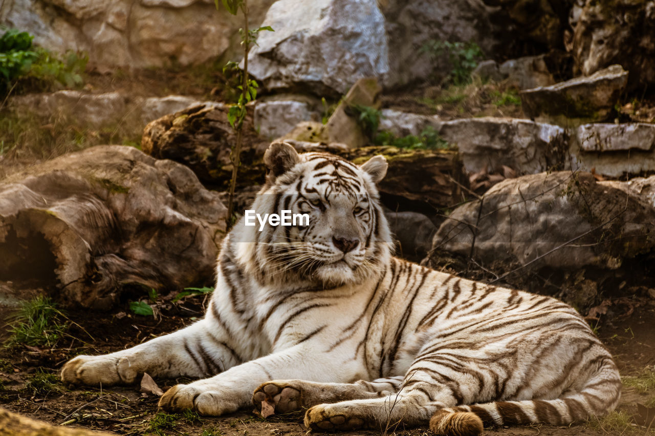 Beautiful portrait of a tiger. tiger lying down and looking into the distance.