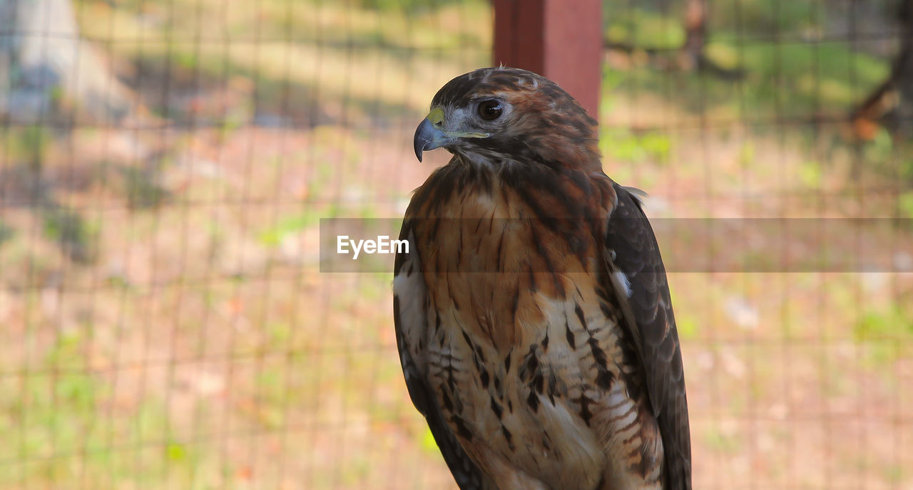 animal themes, animal, bird, animal wildlife, wildlife, one animal, bird of prey, hawk, beak, falcon, buzzard, nature, focus on foreground, no people, perching, eagle, outdoors, brown, animal body part