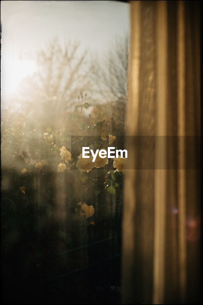 Close-up of flower tree against sky seen through window