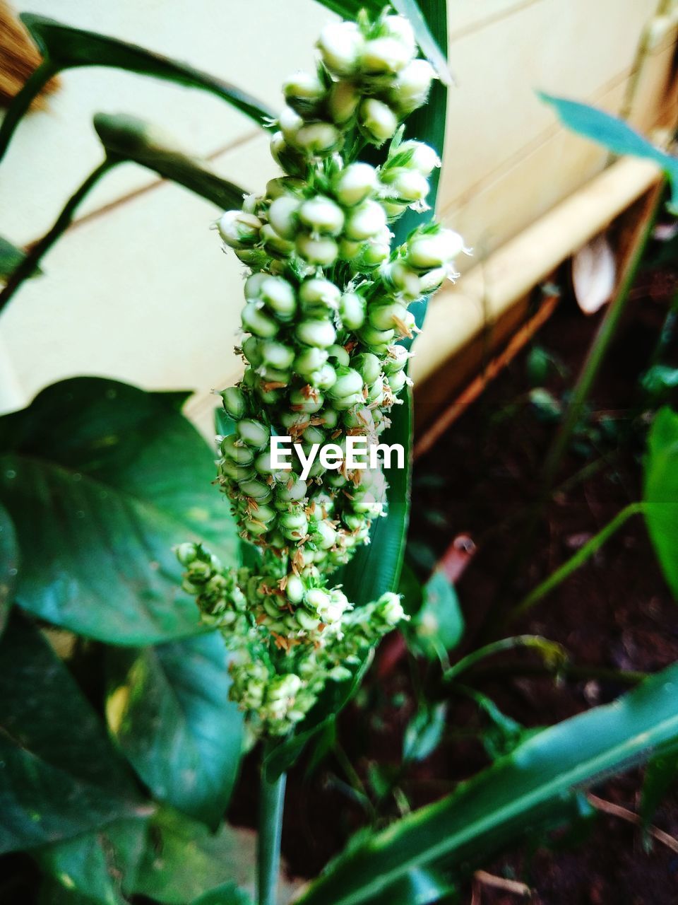 CLOSE-UP OF GREEN PLANT