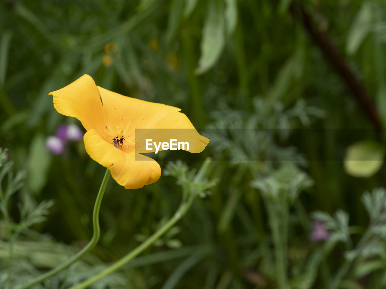 CLOSE-UP OF YELLOW HIBISCUS FLOWER