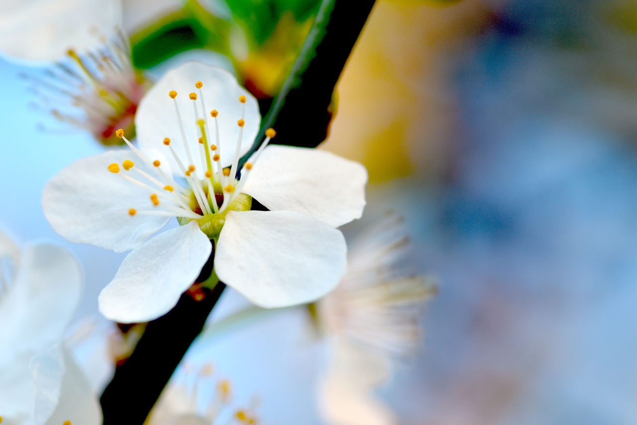 Close-up of white flowers