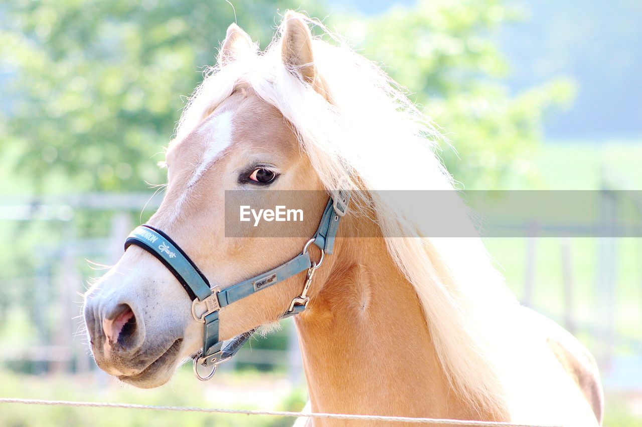 CLOSE-UP OF HORSE OUTDOORS