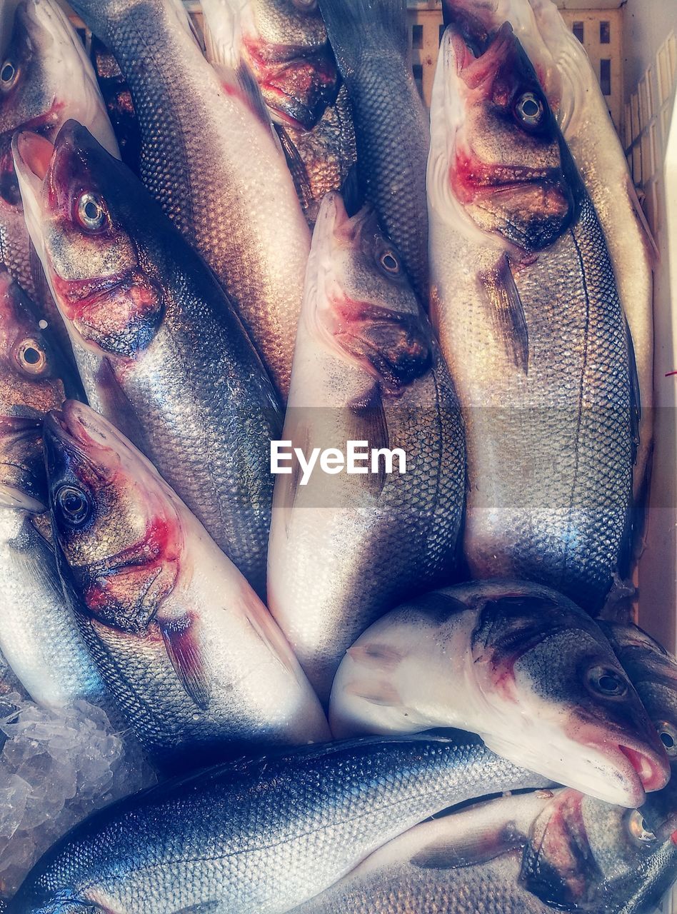 Close-up of fish for sale in market