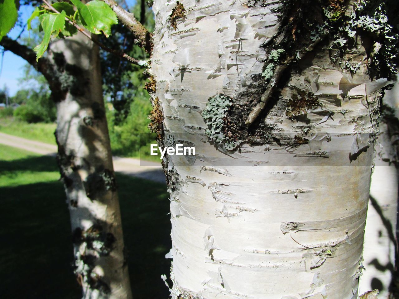 CLOSE-UP OF LICHEN ON TREE