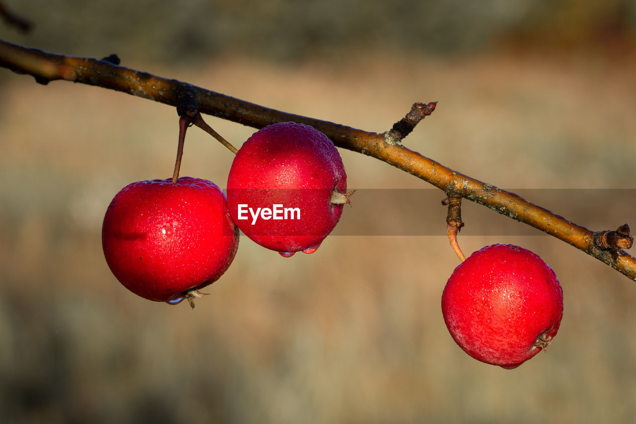 red, fruit, healthy eating, food, food and drink, rose hip, branch, tree, freshness, plant, focus on foreground, produce, close-up, nature, macro photography, wellbeing, hanging, flower, no people, ripe, leaf, autumn, outdoors, day, cherry, twig, growth, agriculture, blossom