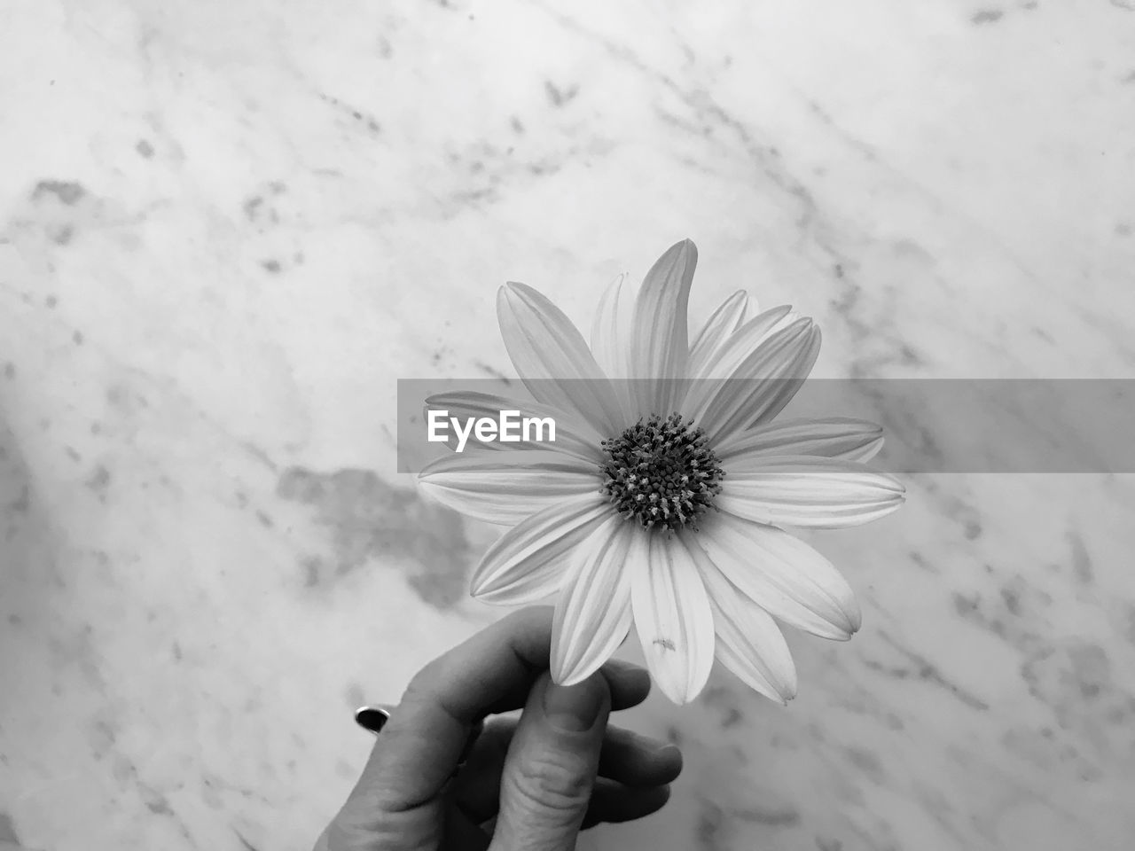 white, black and white, flower, monochrome photography, hand, flowering plant, monochrome, close-up, petal, freshness, black, one person, holding, plant, fragility, beauty in nature, personal perspective, macro photography, nature, flower head, pollen, inflorescence, focus on foreground, outdoors, leaf, women, lifestyles, day