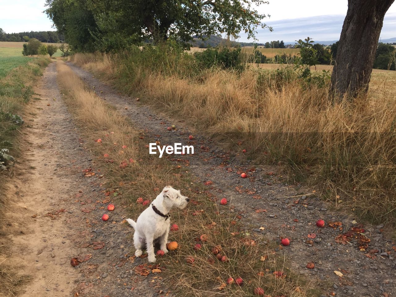 DOG ON FIELD BY TREE