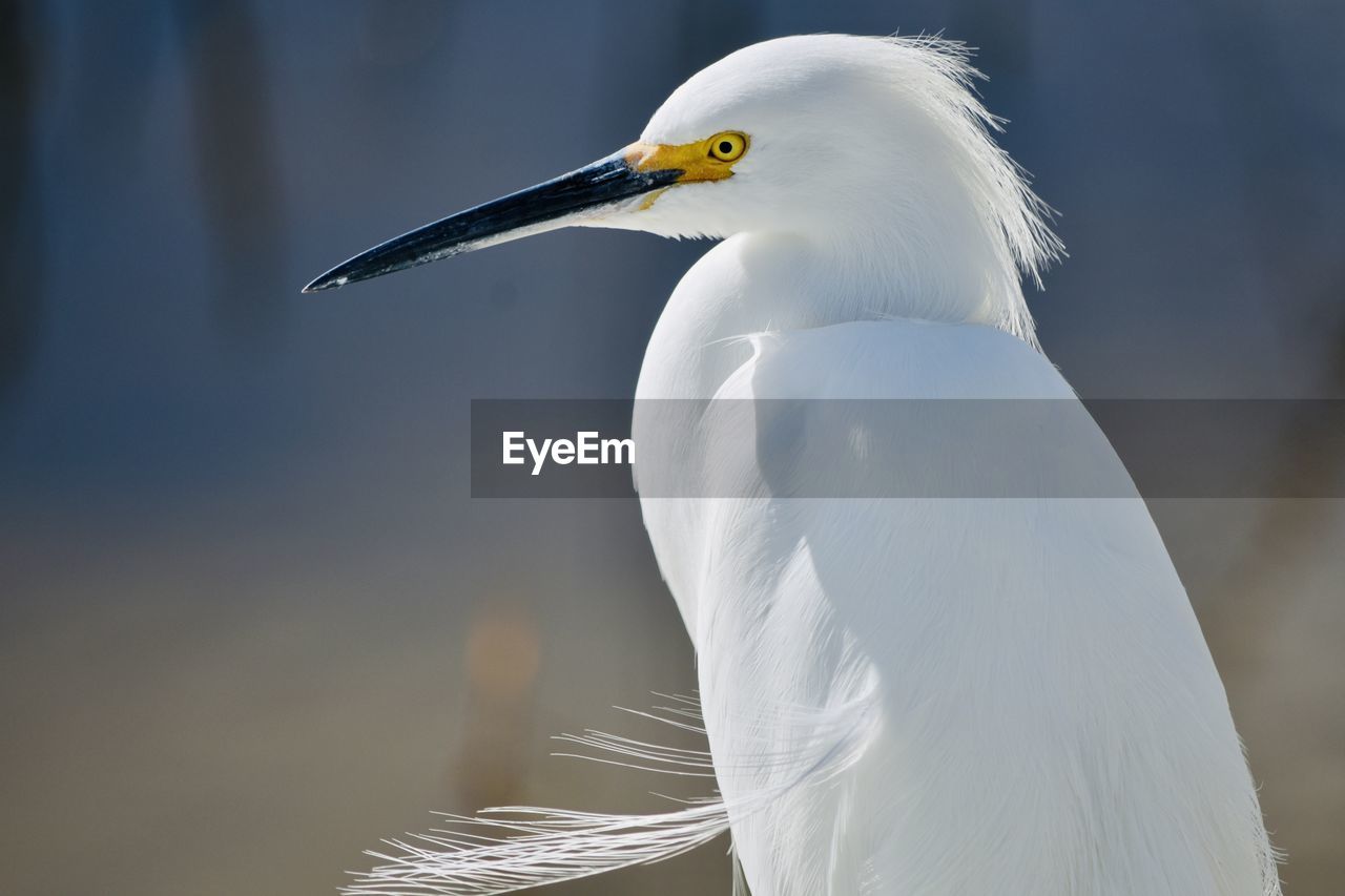 Snow egret close up portrait 