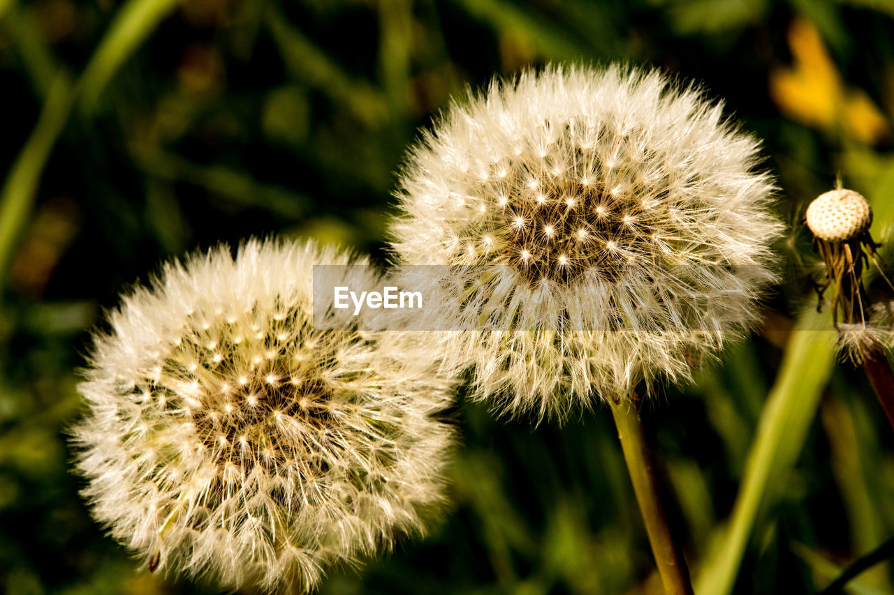 Close-up of white dandelion flower