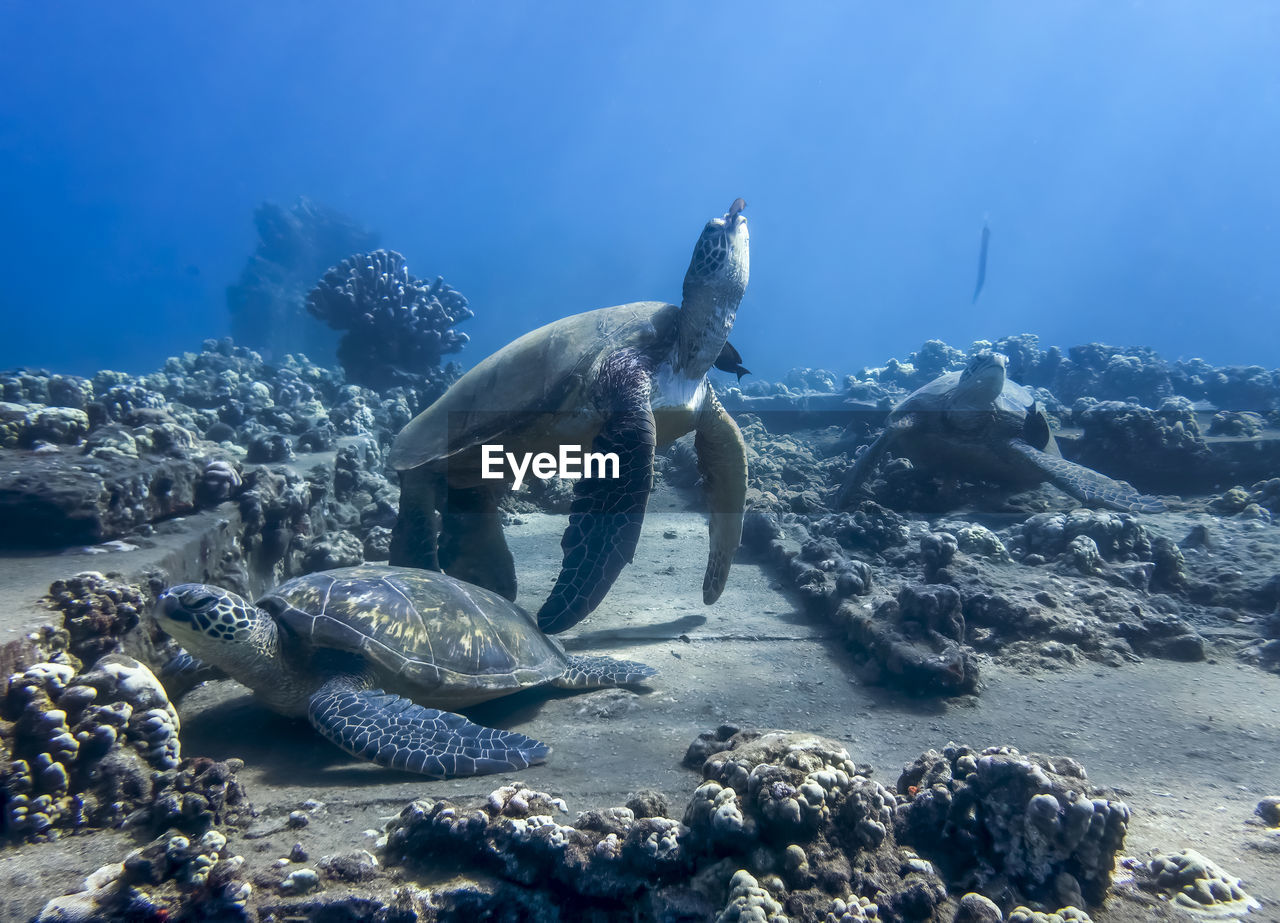 FISH SWIMMING UNDERWATER