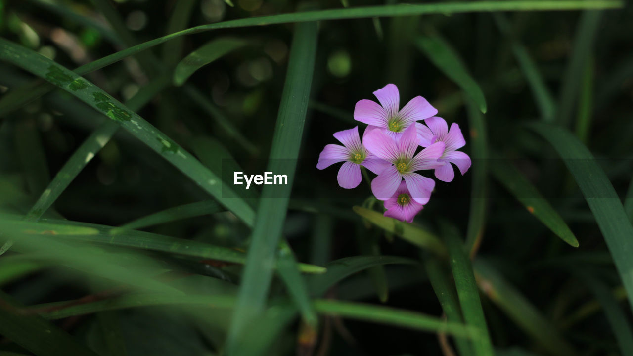 Close-up of purple flowering plant