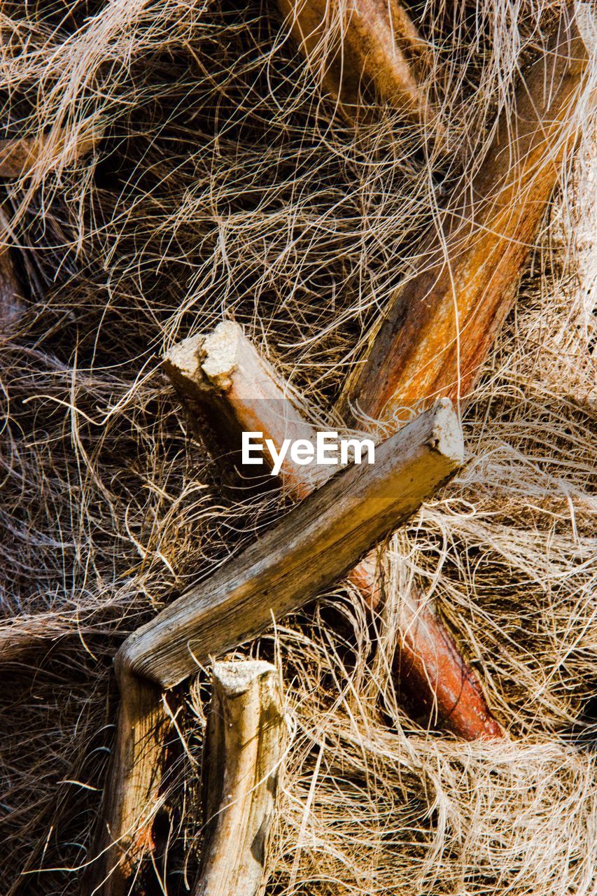 Full frame shot of palm tree trunk