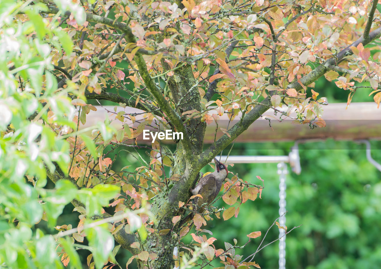 CLOSE-UP OF PLANT WITH TREE