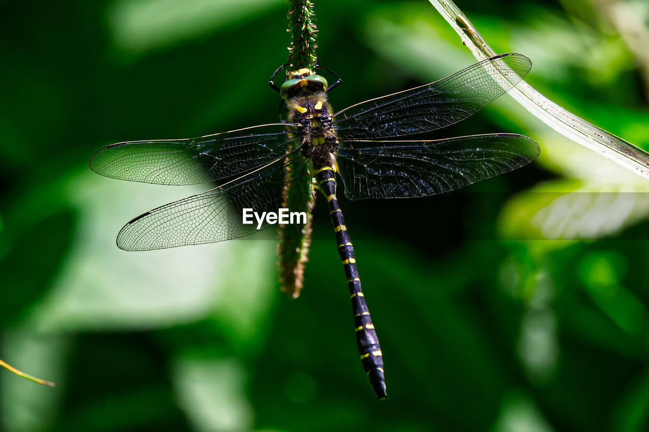 Close-up of dragonfly on plant