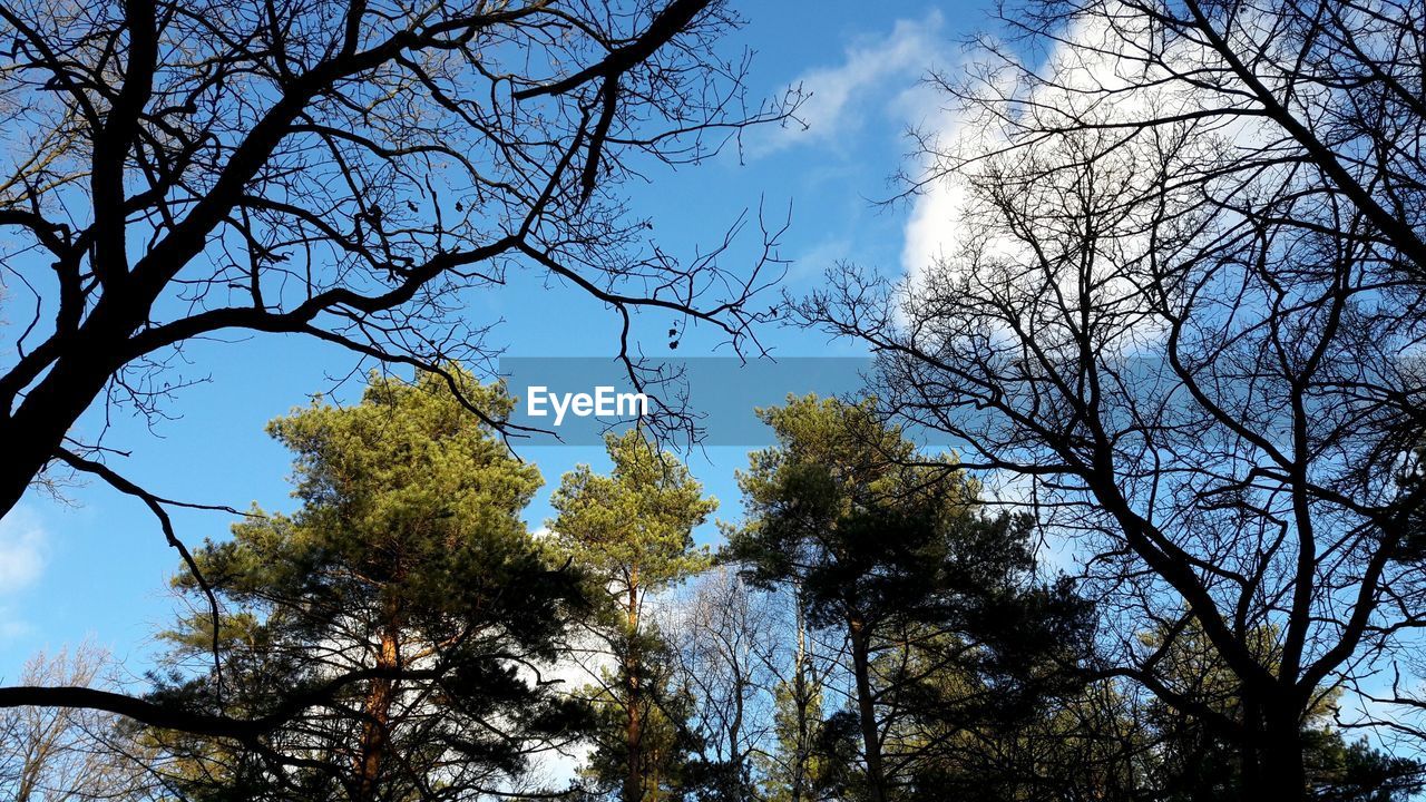 LOW ANGLE VIEW OF BRANCHES AGAINST SKY