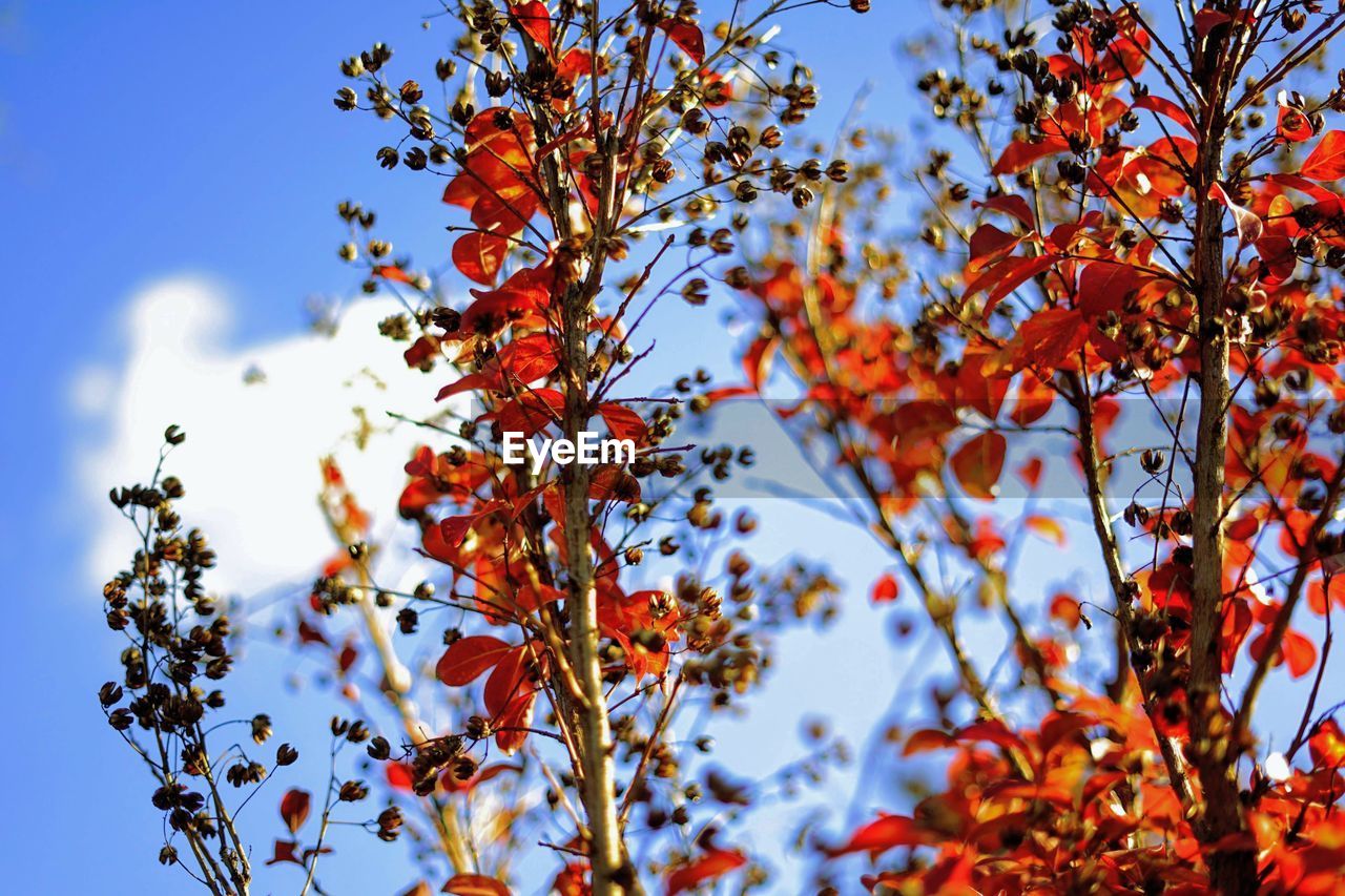 LOW ANGLE VIEW OF ORANGE TREE AGAINST SKY