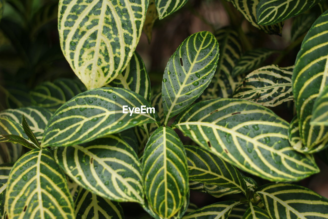 Full frame shot of green leaves