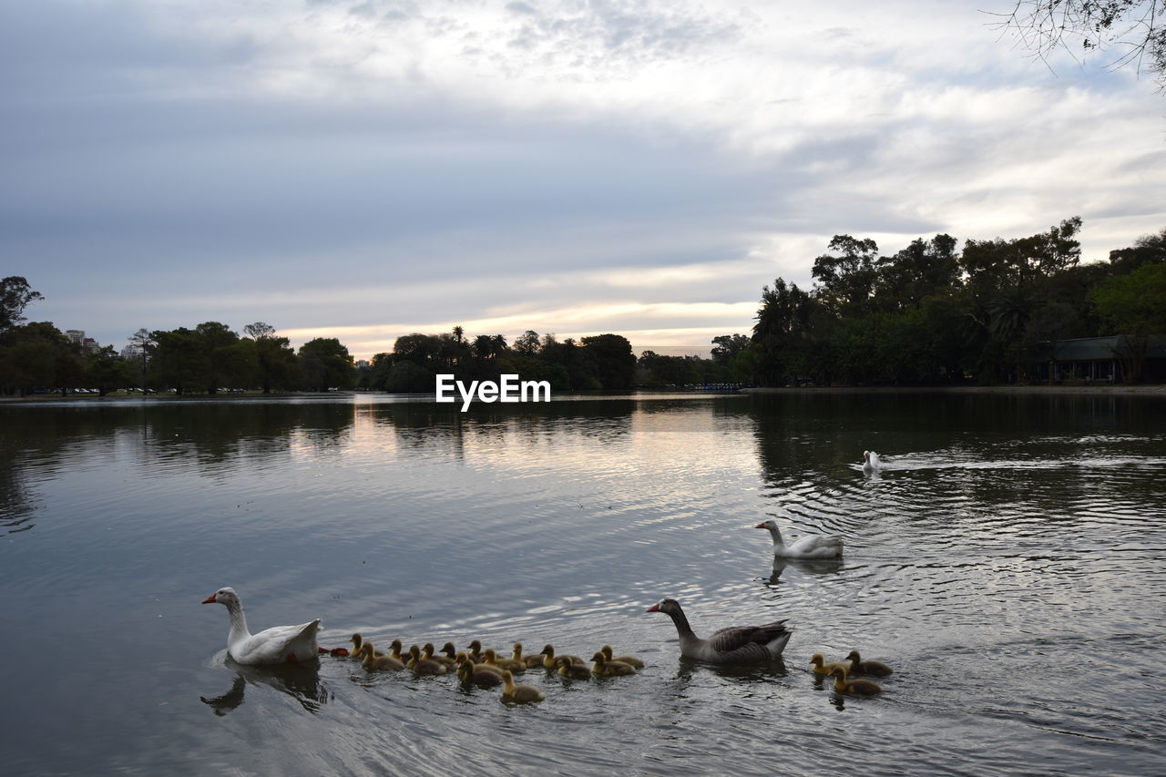 Birds swimming on lake