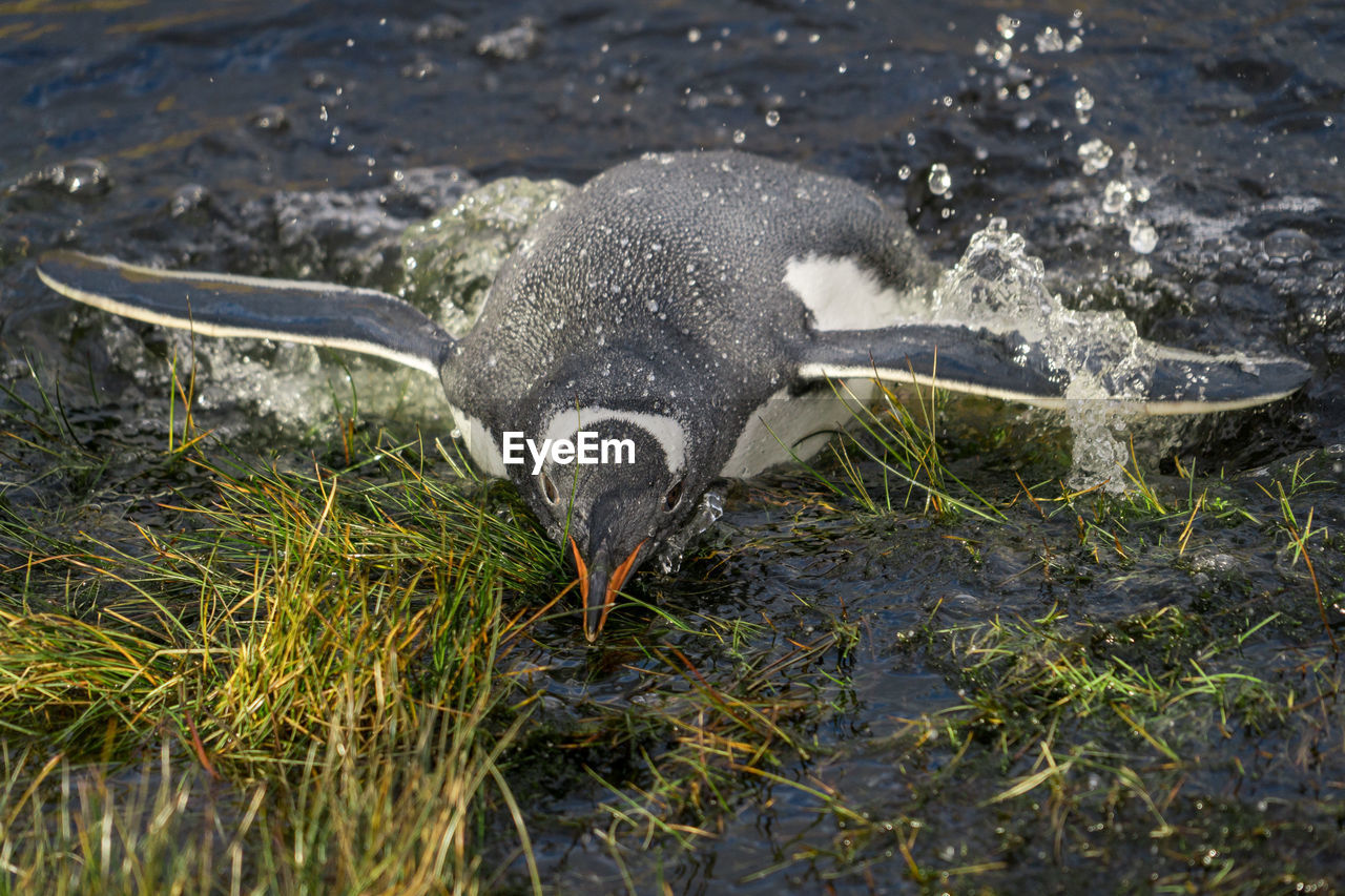 Penguin in a pond