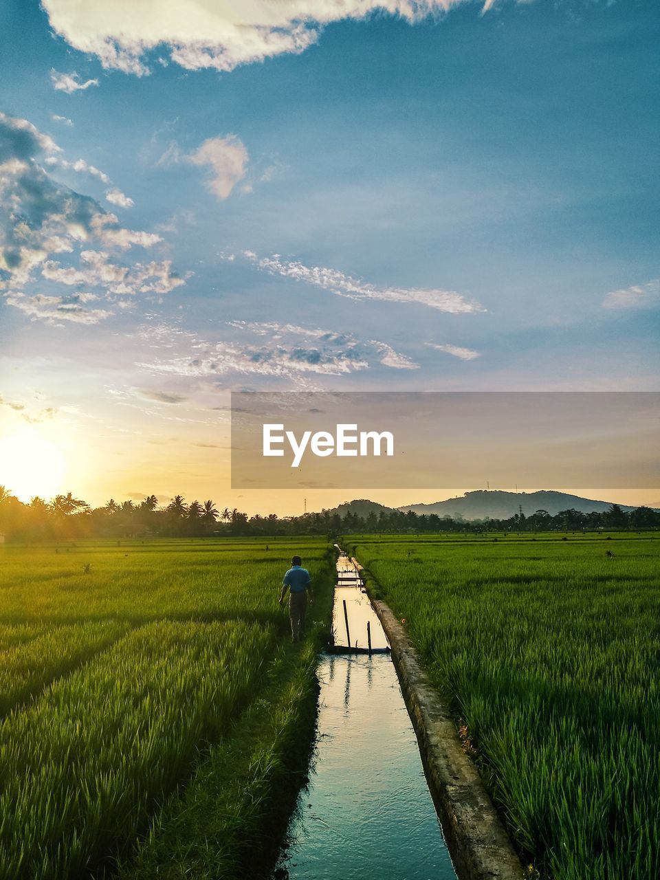 Scenic view of agricultural field against sky during sunset