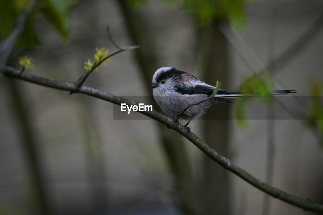 CLOSE-UP OF A BIRD PERCHING ON BRANCH