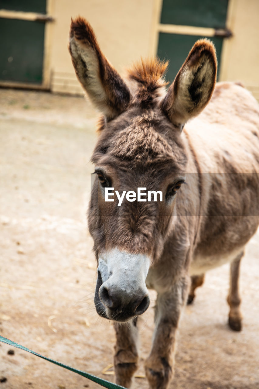 CLOSE-UP PORTRAIT OF HORSE